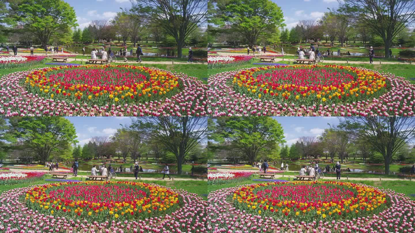 日本东京昭和基宁公园里五颜六色的郁金香。