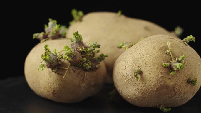 发芽的土豆马铃薯