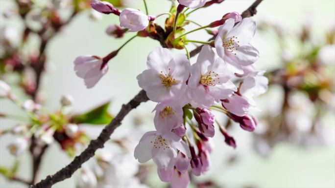 春天樱花花开延时视频