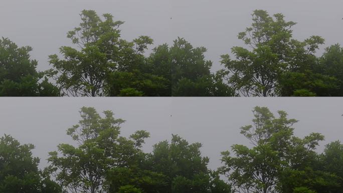 浓雾迷雾树林