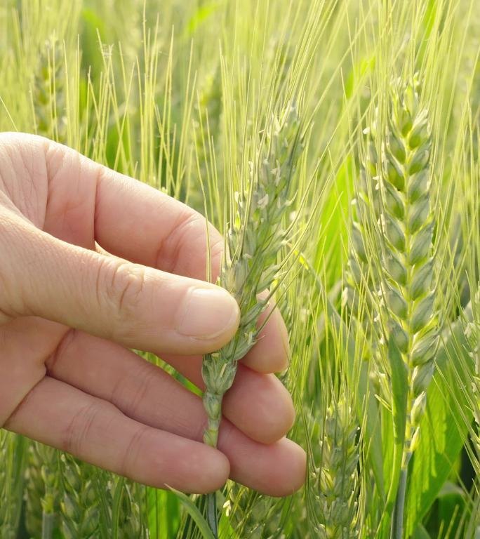 手摸小麦麦穗成熟的小麦