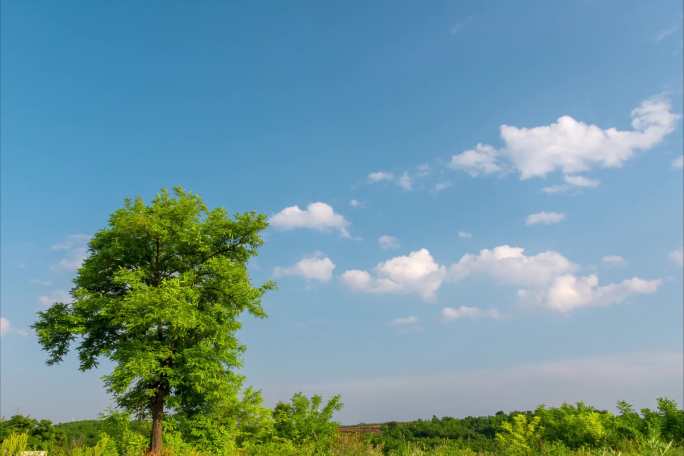 空旷原野上一棵树蓝天白云延时