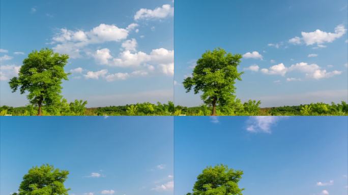 空旷原野上一棵树蓝天白云延时
