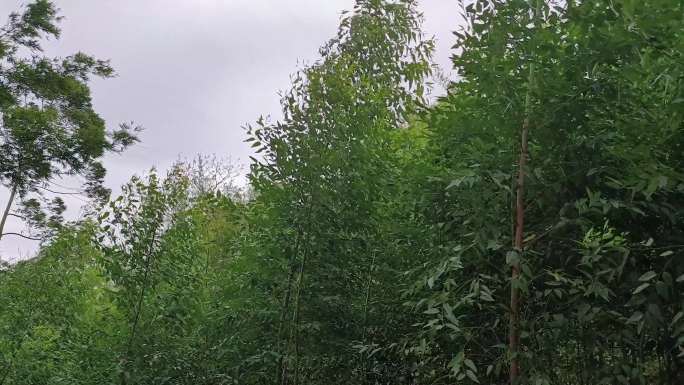 暴风雨来临乌云盖顶风吹绿树摇摆南风吹绿树