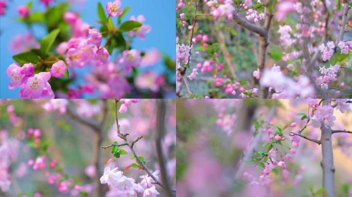 春天花朵樱花开花过程植物延时视频素材