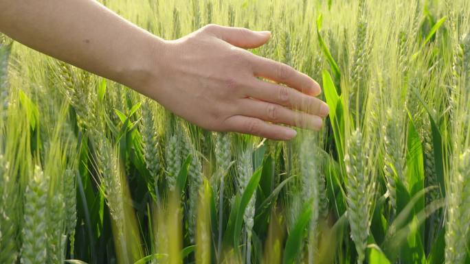 手抚摸小麦麦穗成熟的小麦