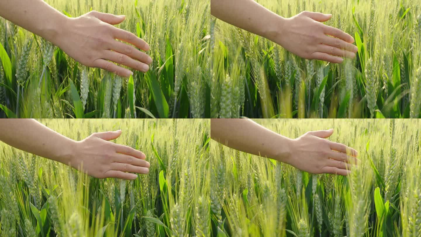 手抚摸小麦麦穗成熟的小麦