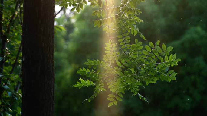 清晨树林光柱阳光透过绿叶