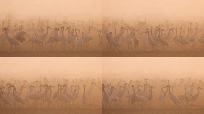 晨雾中的白鹤群2