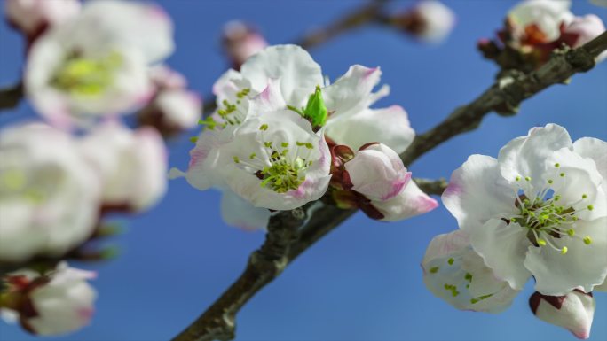 春天樱花开花延时视频