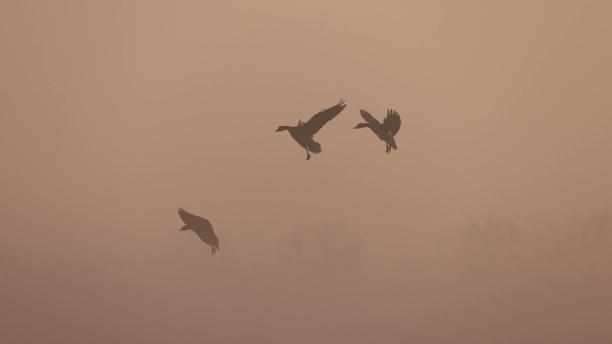 晨雾中飞行的鸿雁、豆雁