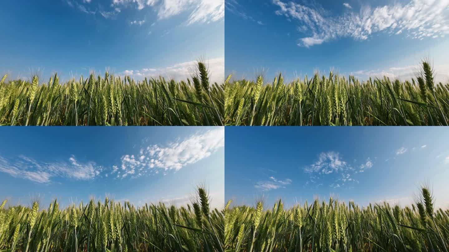小麦麦穗农业粮食丰收蓝天白云唯美延时