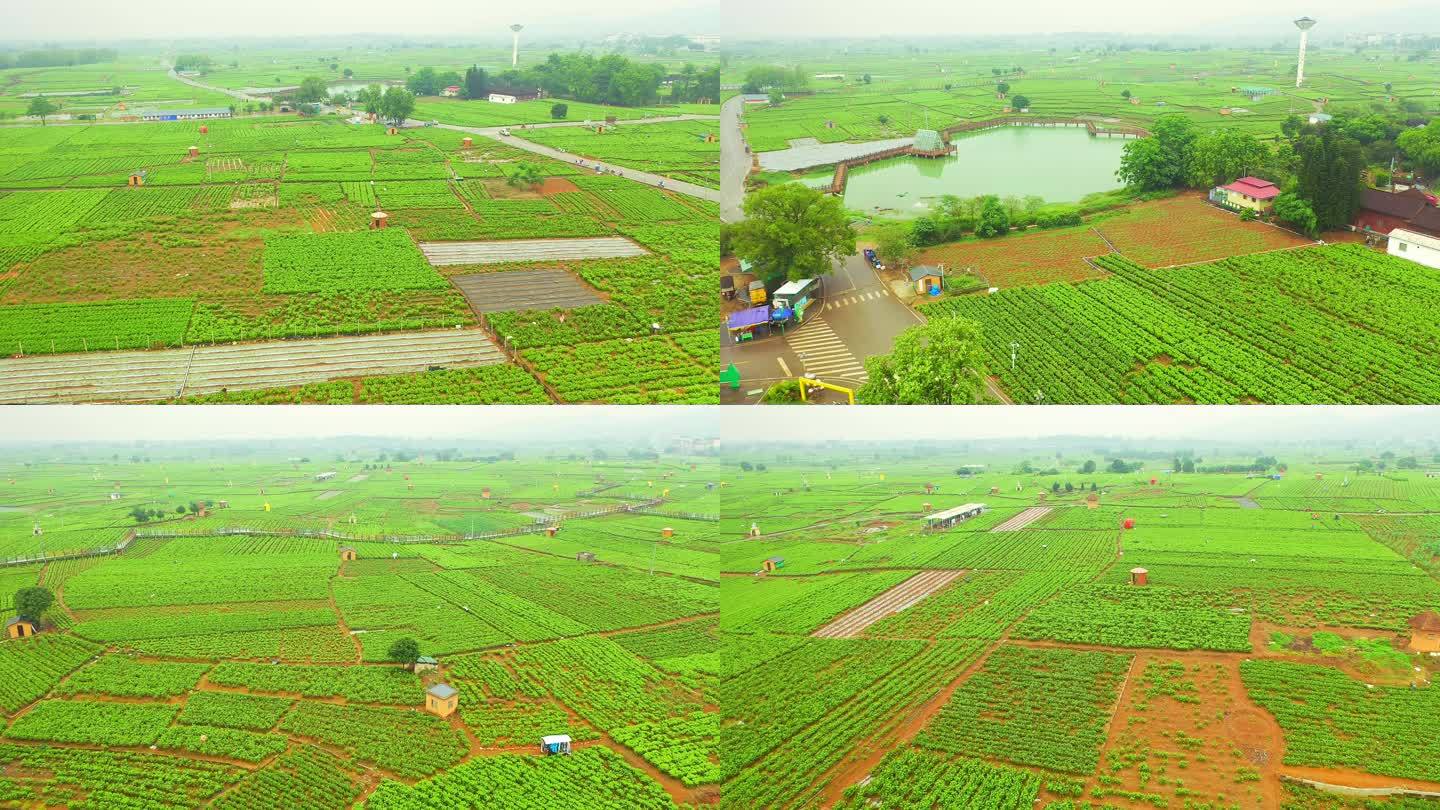 横县 中华茉莉园 茉莉花种殖园 茉莉花地