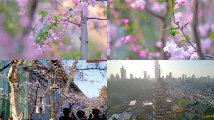 南京玄武区玄武湖景区古鸡鸣寺游客观赏樱花