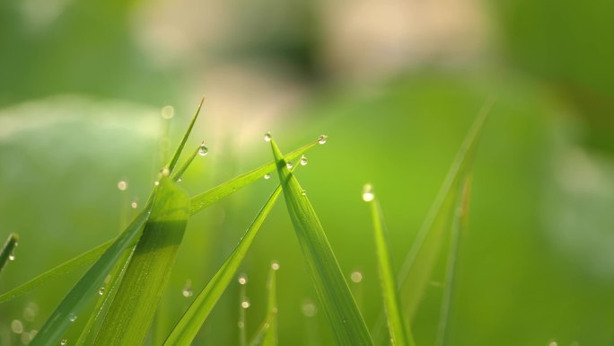 清晨露珠 水稻秧苗 阳光雨露 清新自然