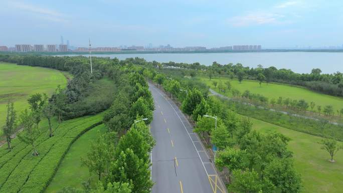 苏州园区阳澄湖夏天道路梧桐树与交通风景