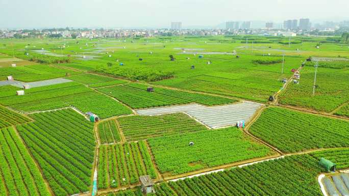 横县 中华茉莉园 茉莉花种殖园 茉莉花地