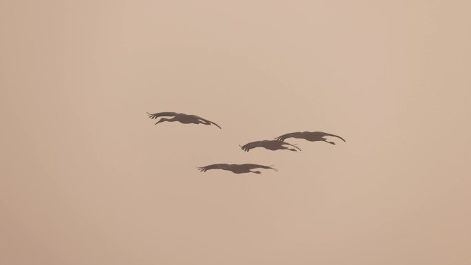 晨雾中飞行的白鹤