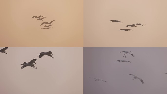 晨雾中飞行的白鹤