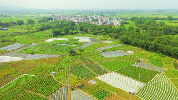 横县 中华茉莉园 茉莉花种殖园 茉莉花地