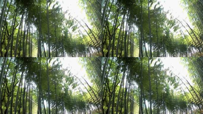 日本镰仓，随风摇摆的竹林