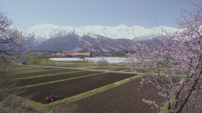 白波山脉和樱花