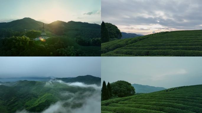 4K 茶山 采茶 茶叶 径山 清晨 茶园