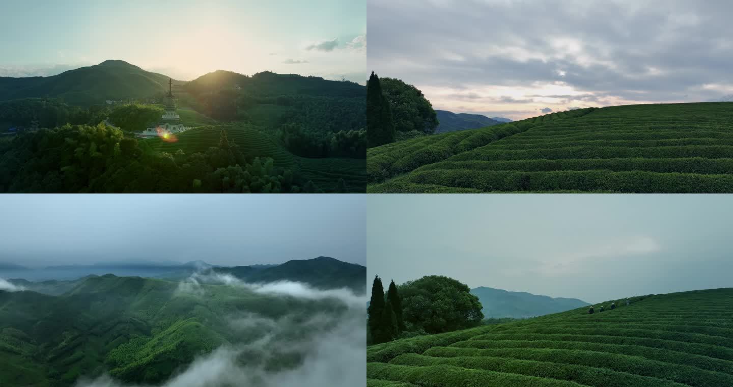 4K 茶山 采茶 茶叶 径山 清晨 茶园