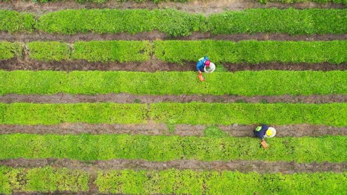 创建国家现代农业产业园 农业产业新样板