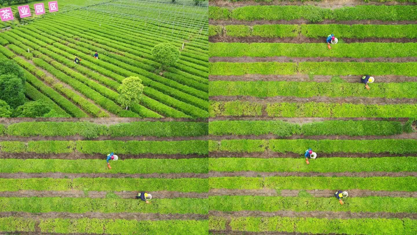 创建国家现代农业产业园 农业产业新样板