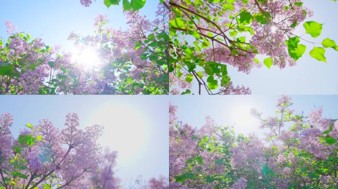 4K 紫丁香 丁香花 哈尔滨市花（唯美）