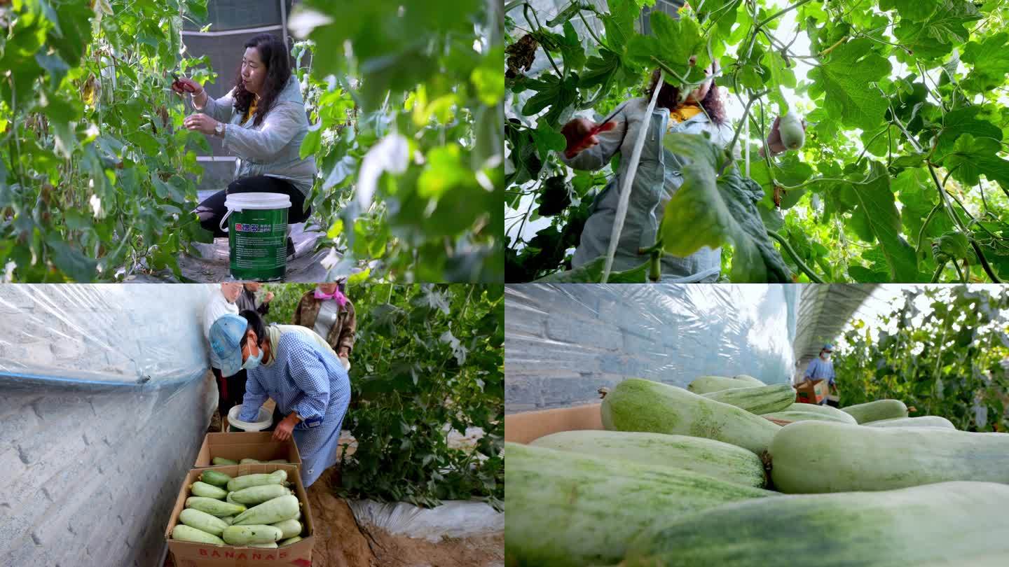 【4K】农民丰收 采摘甜瓜 采摘羊角蜜