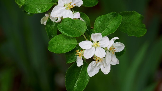 雨中苹果花