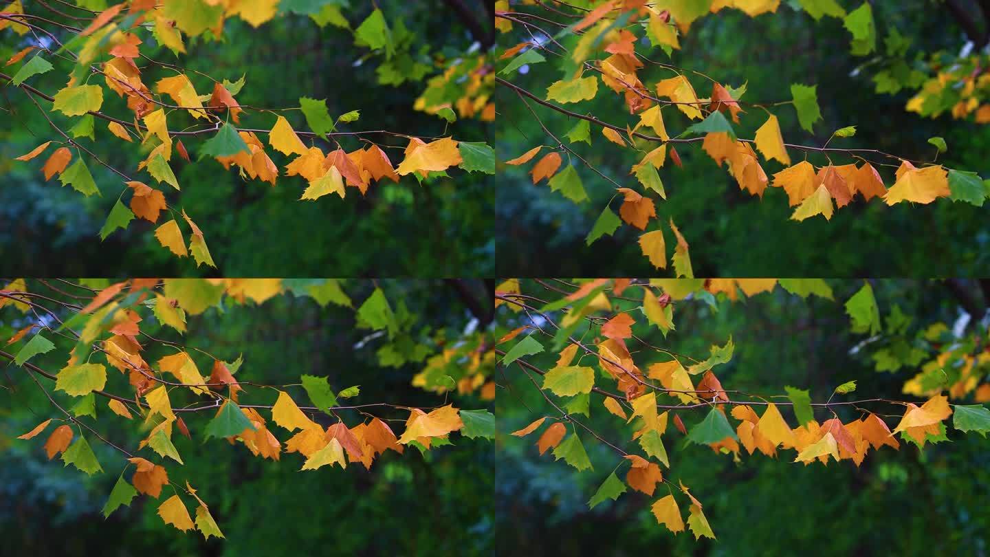 秋天的梧桐树叶子