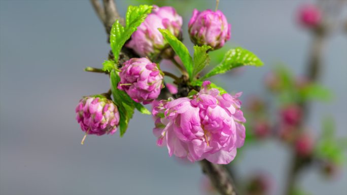 春天樱花花开延时视频