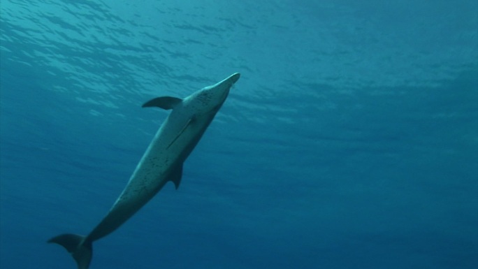 巴哈马群岛，海豚在海底寻找食物