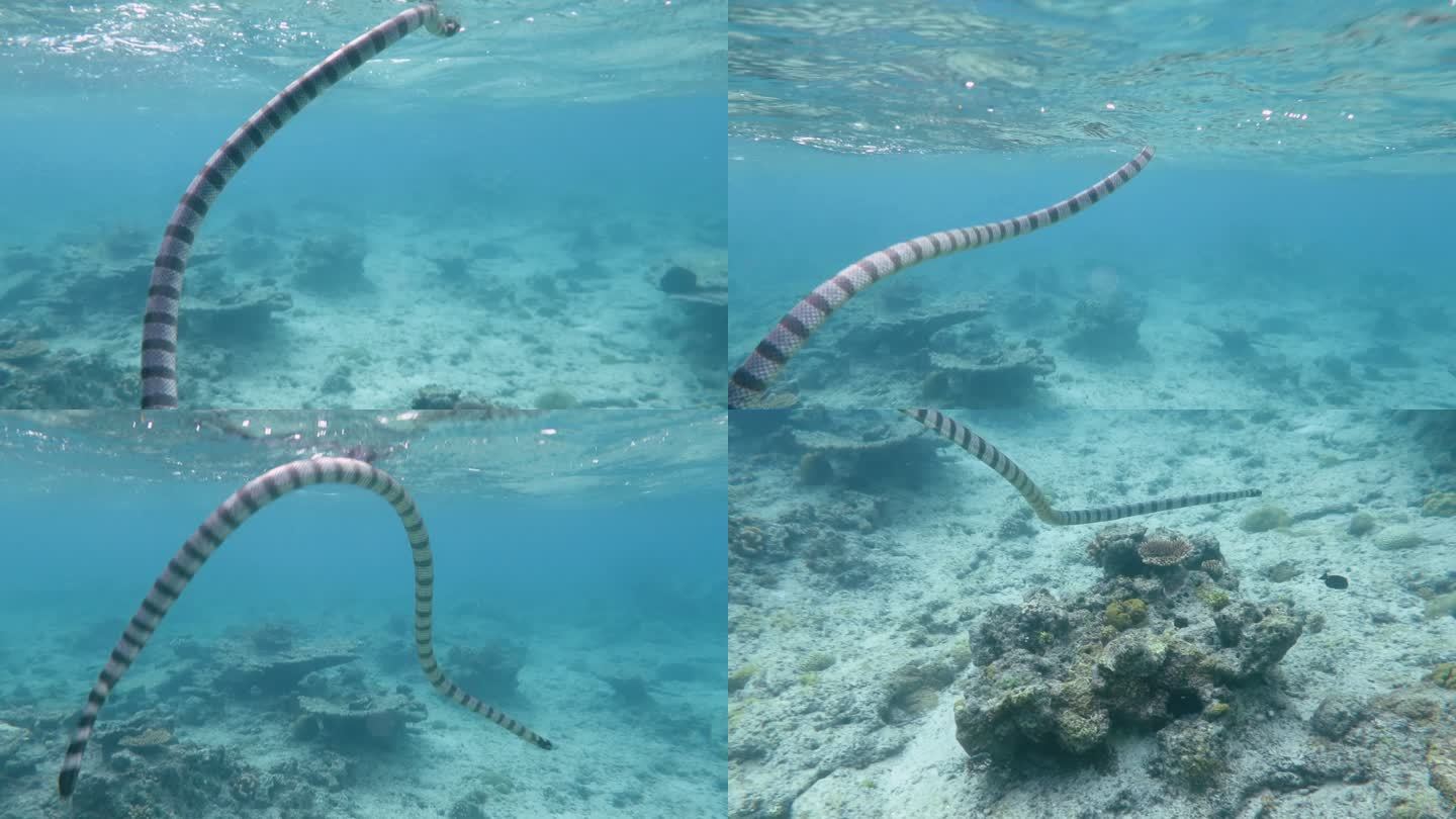 在日本冲绳石垣岛游泳的海蛇