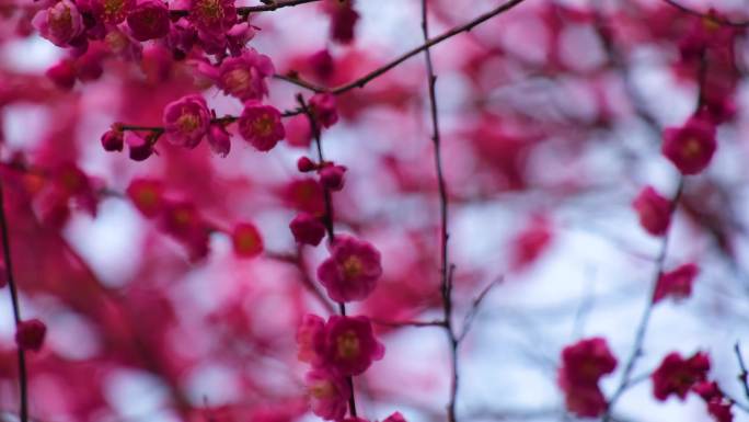 植物园公园梅花花朵开花春天风景视频素材9