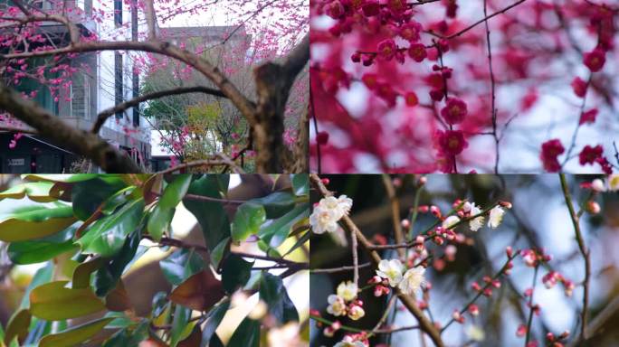 植物园公园梅花花朵开花春天风景视频素材9