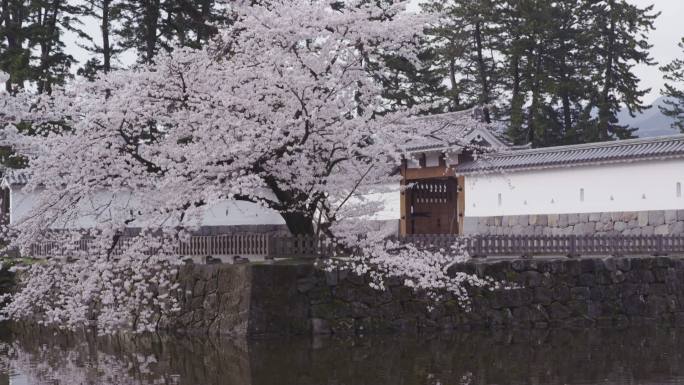 日本小田原城堡的樱花