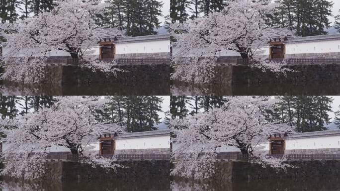 日本小田原城堡的樱花