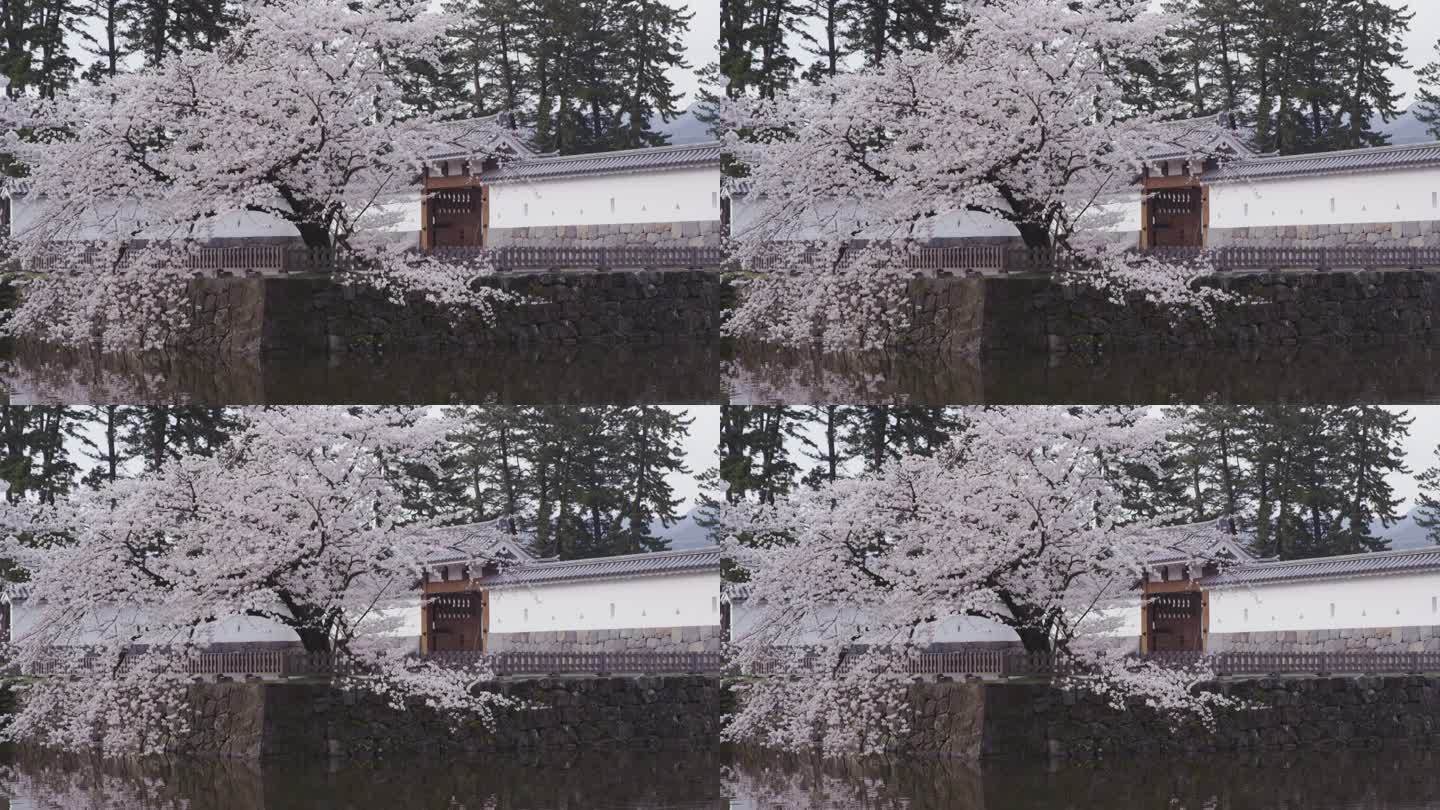 日本小田原城堡的樱花