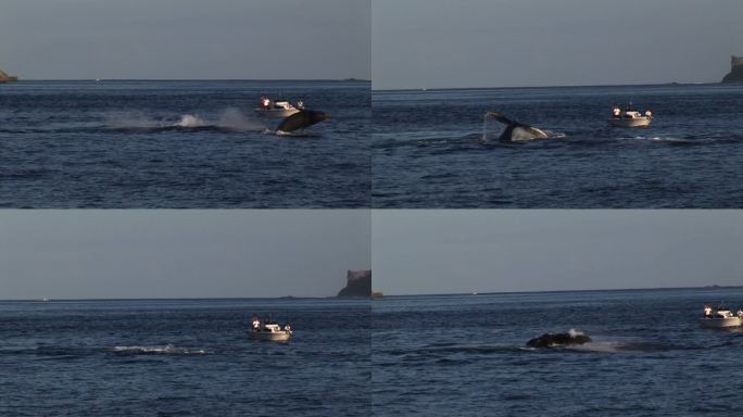 在日本小笠原，一头鲸鱼用它的鳍撞击海洋表面
