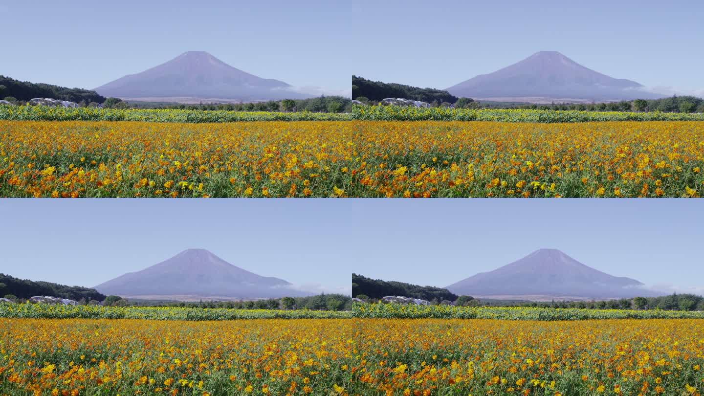 富士山后面的向日葵和硫磺宇宙花田