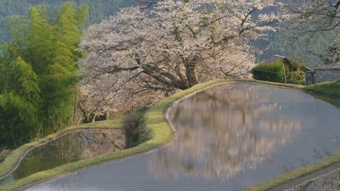 樱桃树倒映在水面上