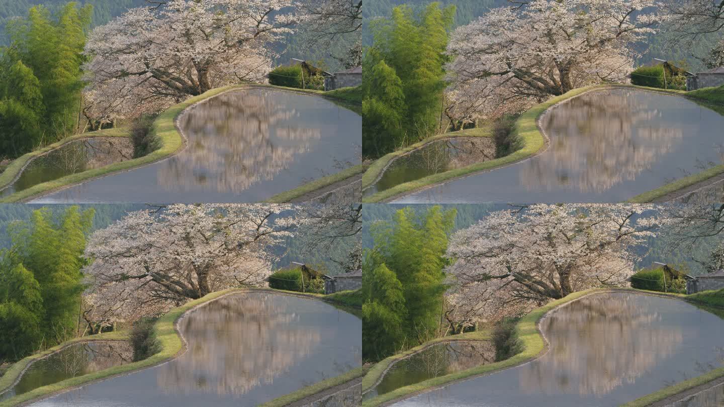 樱桃树倒映在水面上