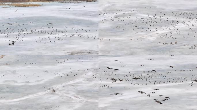航拍 湿地冰面上栖息和飞翔的野鸭群