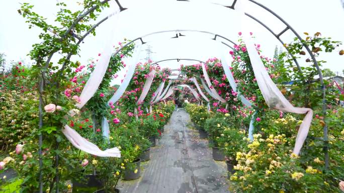 玫瑰园 欧月 月季 造型 花卉种植