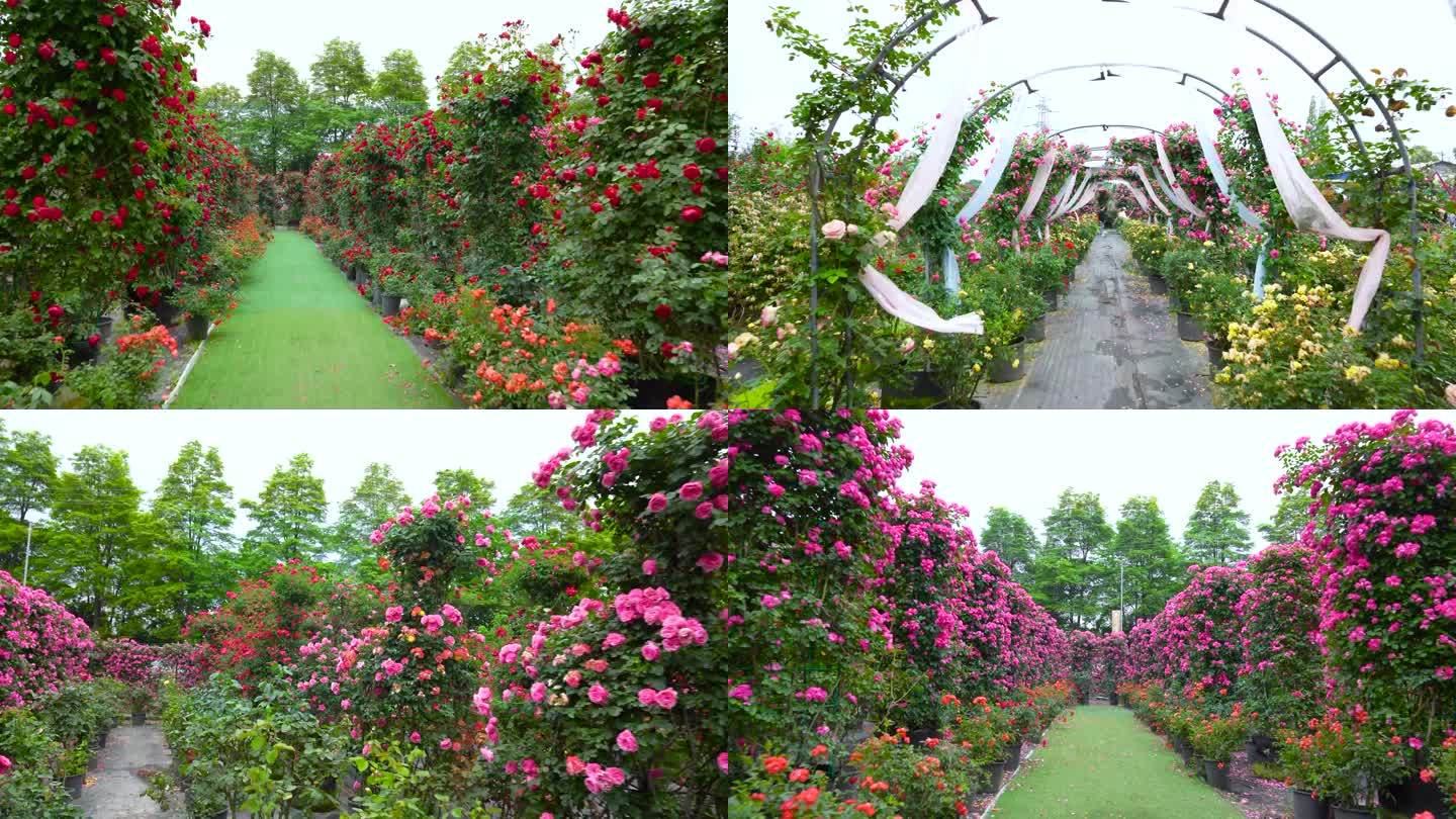 玫瑰园 欧月 月季 造型 花卉种植