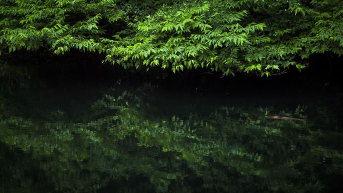 锦鲤在水中游泳与茂密的树叶包围